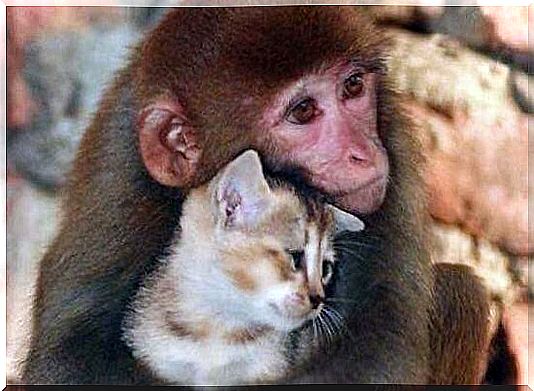 Love-cat-and-monkey