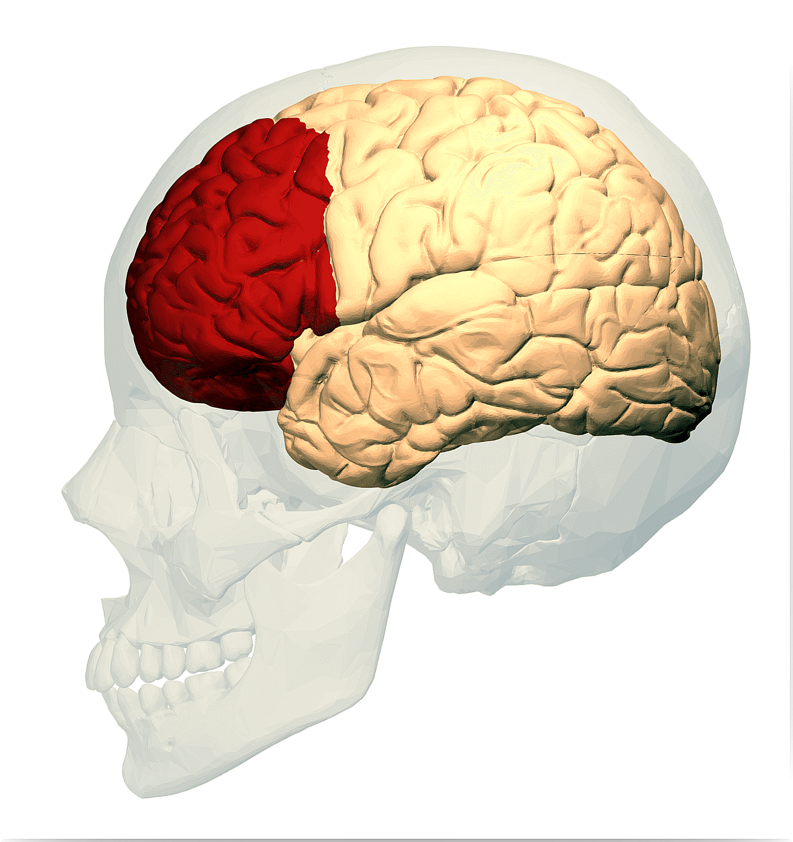 The dorsolateral prefrontal cortex in the human brain