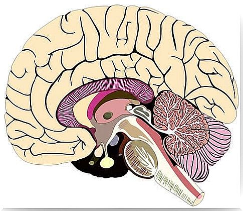 meninges