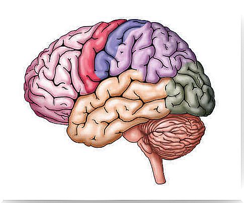 meninges