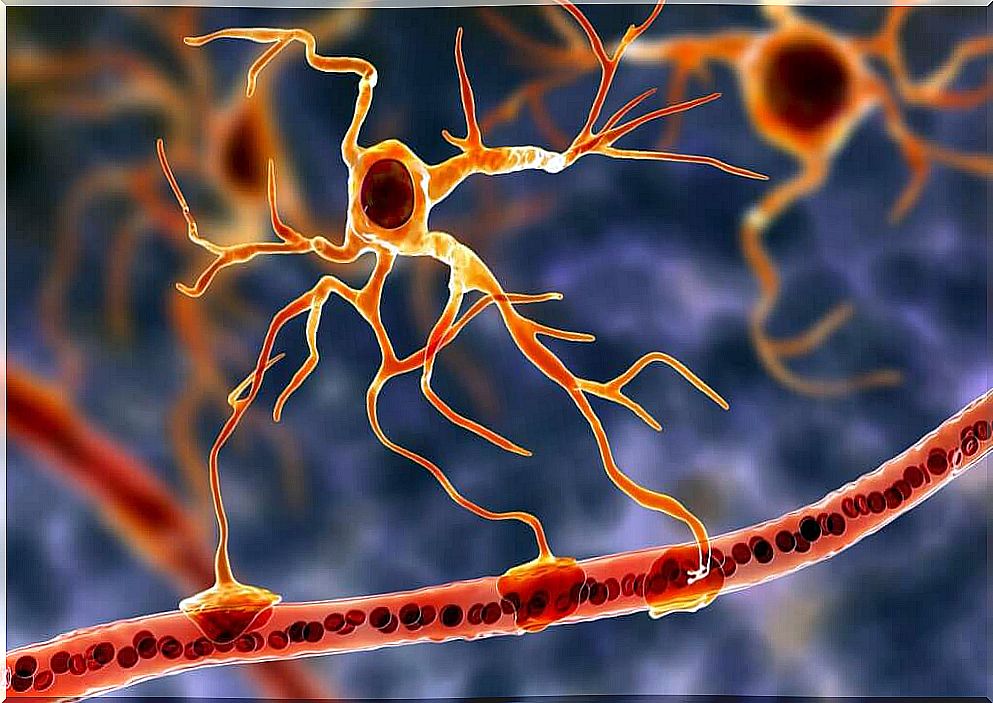 Glial cells: the functional basis of the brain