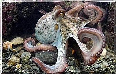 The intelligence of octopus: a fascinating mystery