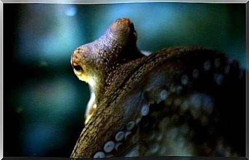 intelligence of octopus