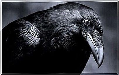 Intelligence in the animal world: crows